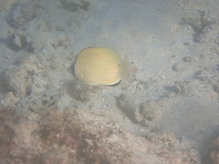 Chaetodon citrinellus