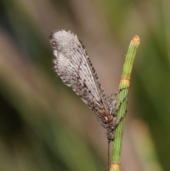 Trichoma gracilipenne