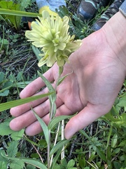 Castilleja unalaschcensis