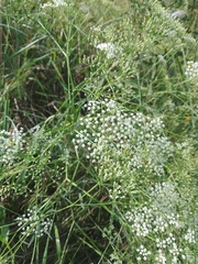 Falcaria vulgaris
