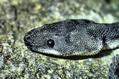 Xenodermus javanicus