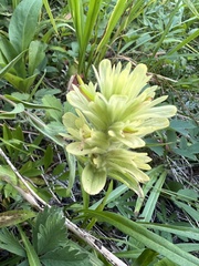 Castilleja unalaschcensis