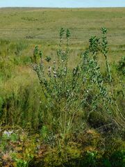 Podalyria calyptrata