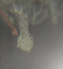 Cladonia parasitica