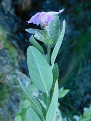 Podalyria calyptrata