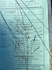 Coleataenia rigidula