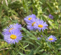 Erigeron speciosus