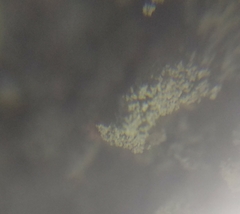 Cladonia parasitica