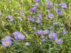 Erigeron speciosus