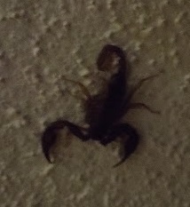 Euscorpius
