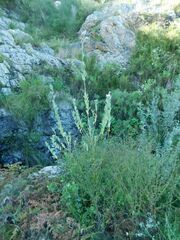 Podalyria calyptrata