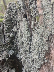 Cladonia parasitica