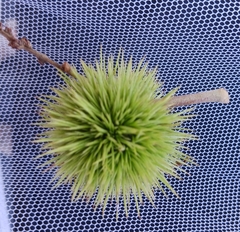 Castanea mollissima