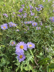 Erigeron speciosus
