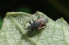 Oxycarenus lavaterae