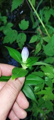 Gentiana clausa