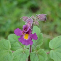 Proboscidea louisianica