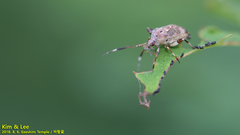 Eurystylus coelestialium