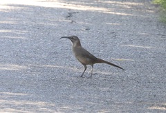 Toxostoma redivivum