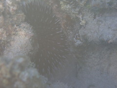 Euechinoidea