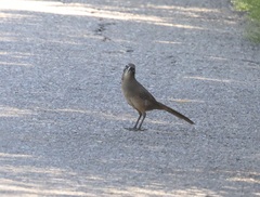 Toxostoma redivivum