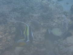 Zanclus cornutus