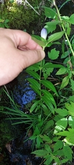 Gentiana clausa