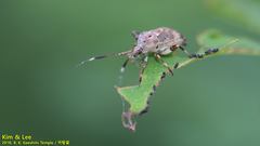 Eurystylus coelestialium