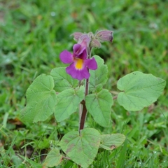 Proboscidea louisianica