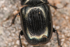 Sphaerites politus