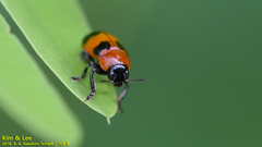 Physosmaragdina nigrifrons