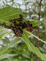 Polygonia
