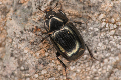 Sphaerites politus