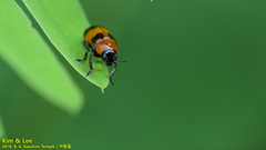 Physosmaragdina nigrifrons