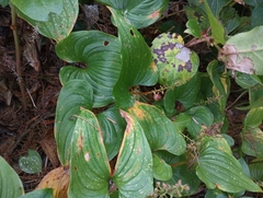 Maianthemum dilatatum