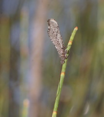 Trichoma gracilipenne