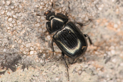Sphaerites politus