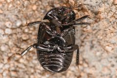 Sphaerites politus