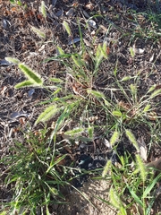 Setaria viridis