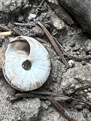 Oreohelix