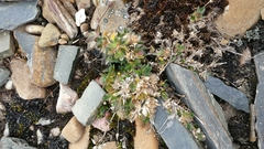 Cerastium nigrescens arcticum