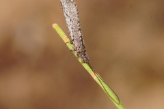 Trichoma gracilipenne