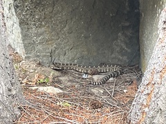 Crotalus oreganus oreganus