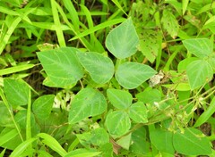 Amphicarpaea bracteata