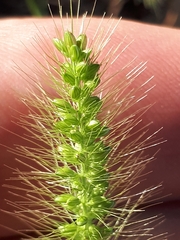 Setaria viridis