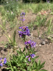 Penstemon procerus
