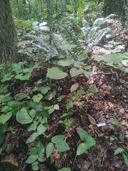 Inocybe cryptocystis