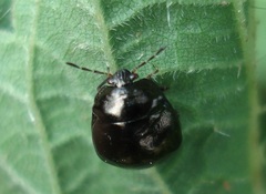 Coptosoma scutellatum