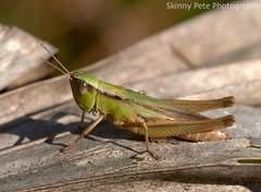 Dichromorpha elegans