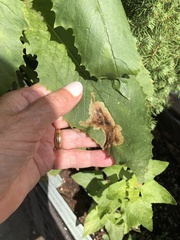 Nemorimyza posticata